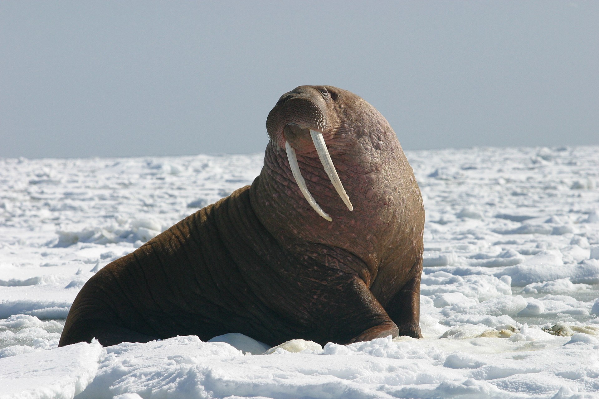cool walrus